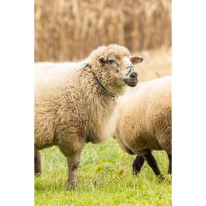 Link collar Kerbl image-3