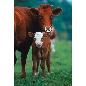 Anti-Tethering Kerbl Müller (x2) image-1