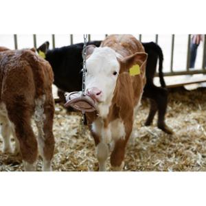 Natural biting disc with suspension chain Kerbl image-1