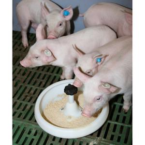 Piglet feeder PVC with hook J Kerbl image-2