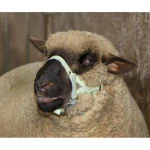 Halfter für Schafe Leder Kerbl image-1