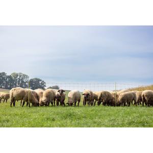 Single-point sheep net Kerbl image-3