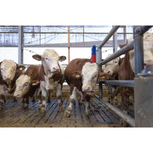 Cattle brush Kerbl Bully image-3