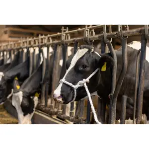 Touwhalster met touw voor runderen Kerbl image-1