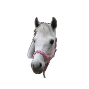 Halfter mit Shetty-Longe Kerbl lilli starlight image-3