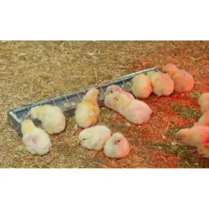 Zinkpläterad matare för kycklingar Kerbl image-2