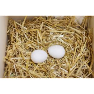 Fake clay eggs Kerbl image-2