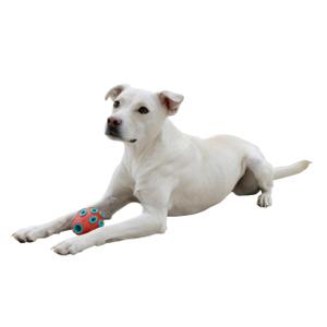 Jouet pour chien Kerbl Rugby ToyFactic image-2