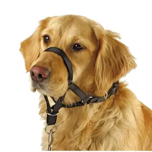 Träningshalsband för hundar Kerbl Maxi Coach image-0