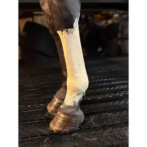 Horse Recovery Clay Kevin Bacon's image-1