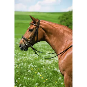 Riding bridle Kieffer Belinda with chrome fitting image-0