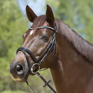 3132-6223-engelsk-kombinerat-ridtrans-kieffer-lea-svart-svart-fodrad