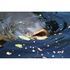 Κορδόνι Korda Kruiser Control Liner (4,5kg) image-1