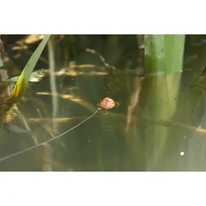 Κορδόνι Korda Kruiser Control Liner (4,5kg) image-2