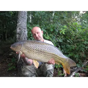 Συντήρηση Korda Maggot Klip (M) (x10) image-1