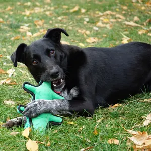 Παιχνίδι για σκύλους Kong Ballistic Alligator image-3