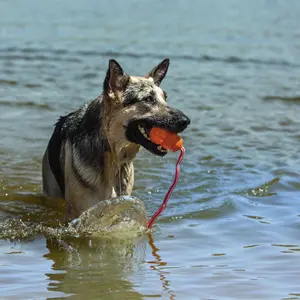 Hundespielzeug Kong Company Aqua image-2
