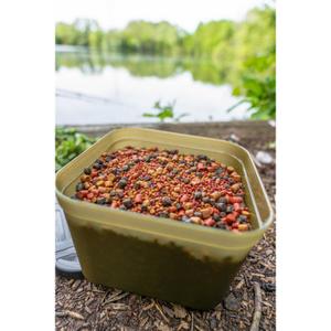 Aasdozen Korum image-3