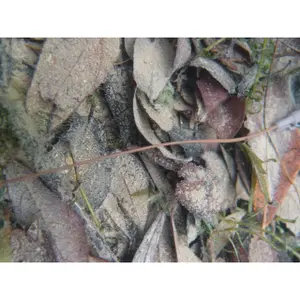 Vaina Korda Tube Anti emmeleur Camo Rig Tube image-2