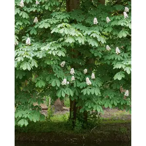 Book Kubbick Les bienfaits des arbres image-2