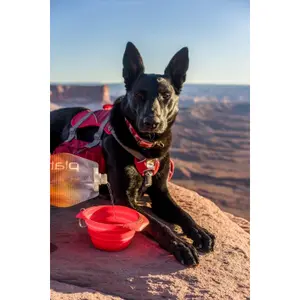 Comedero plegable para perros Kurgo Collaps-a-bowl image-4