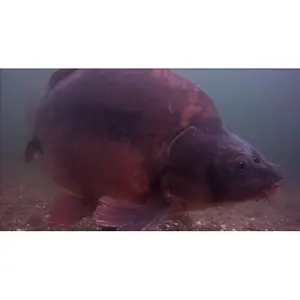 Korda State of the Art Underwater Carp Fishing Partie 7 image-1