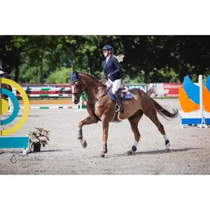 Sadelunderlag til heste Laguso Spring Jump Luxury image-1