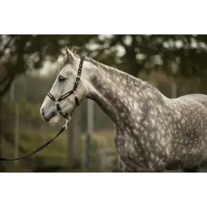 Cabresto para cavalos Lami-Cell Sparkling image-1