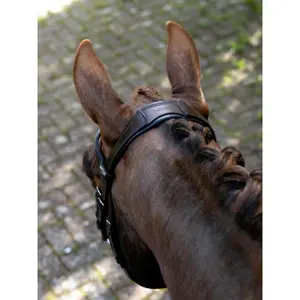 Bridles for horses LeMieux image-1