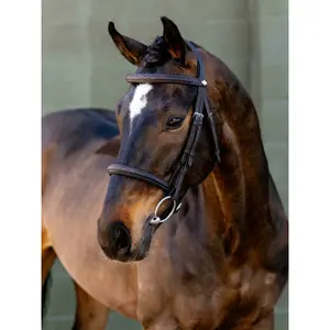 Bridles for horse with noseband LeMieux image-1
