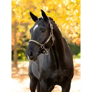 Halter for horse LeMieux Capella image-1