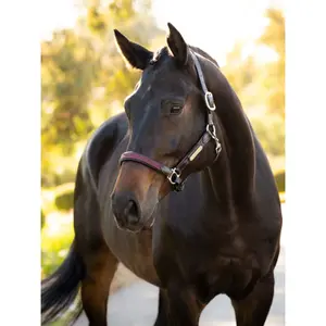 Halter for horse LeMieux Capella image-1