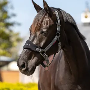 Halter and lead rope set LeMieux Vogue image-1