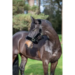Halter for horse LeMieux Comfort Plus image-0