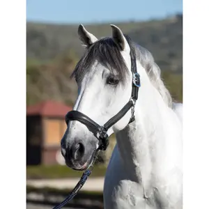 Halter for horse LeMieux Anatomic image-1