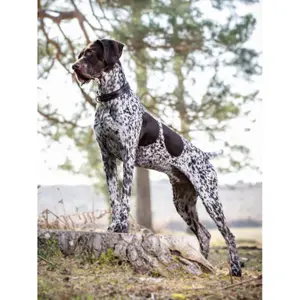 Dog collar LeMieux Windsor image-1