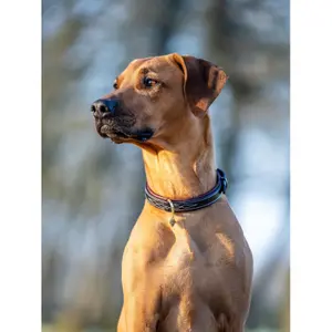 Dog collar LeMieux Windsor image-2