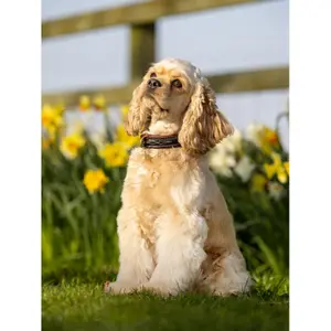 Dog collar LeMieux Windsor image-3