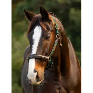 LeMieux Capella horse halter image-1