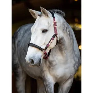 Halter for horse LeMieux Capella image-2