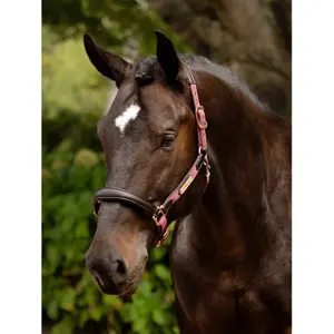 Halter for horse LeMieux Capella image-1