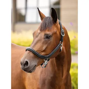 Leather halter for horses LeMieux Grooming image-1