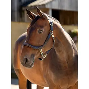 Leather halter for horses LeMieux Grooming image-1