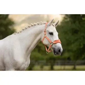 Ensemble licol et longe pour cheval LeMieux Vogue image-1