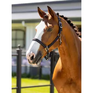 Leather halter for horse LeMieux Essential Yard image-1