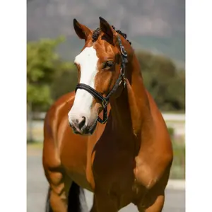 Leather halter for horse LeMieux Essential Yard image-2