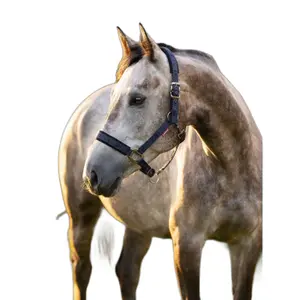 Halter for horse LeMieux Logo image-1