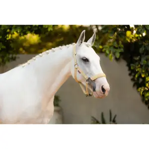 Halter for horse LeMieux Logo image-1