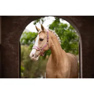 Halter and lead rope set for horse LeMieux Vogue image-2