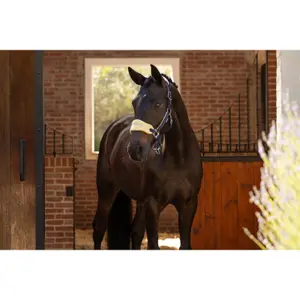 Halter and lead rope set for horse LeMieux Vogue image-2